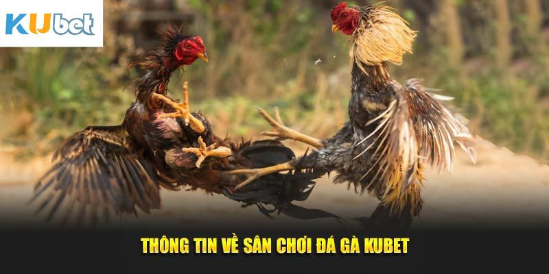 Nội dung tổng quan về chọi kê Kubet 